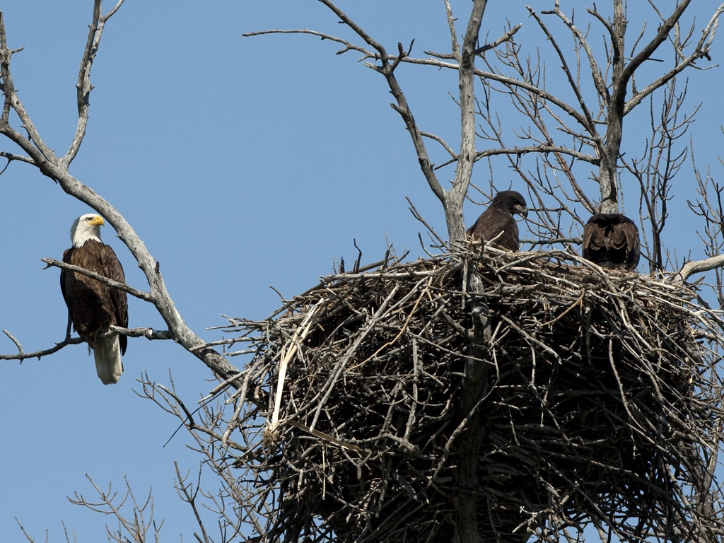 Monitored Bald Eagle Nest in Sanborn County S.D.