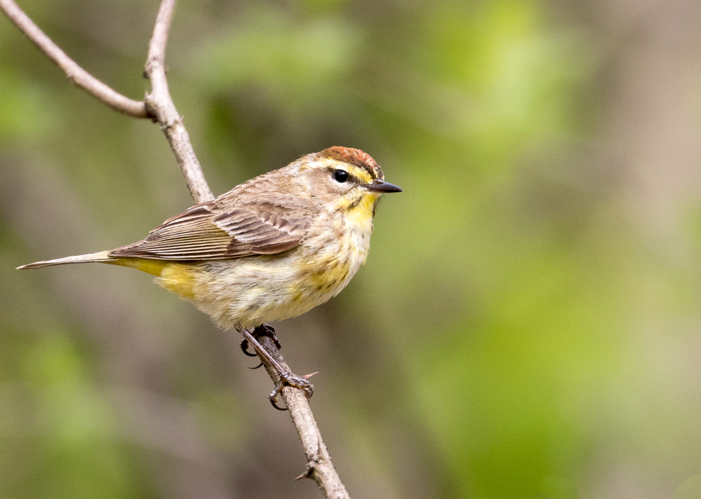 Palm Warbler