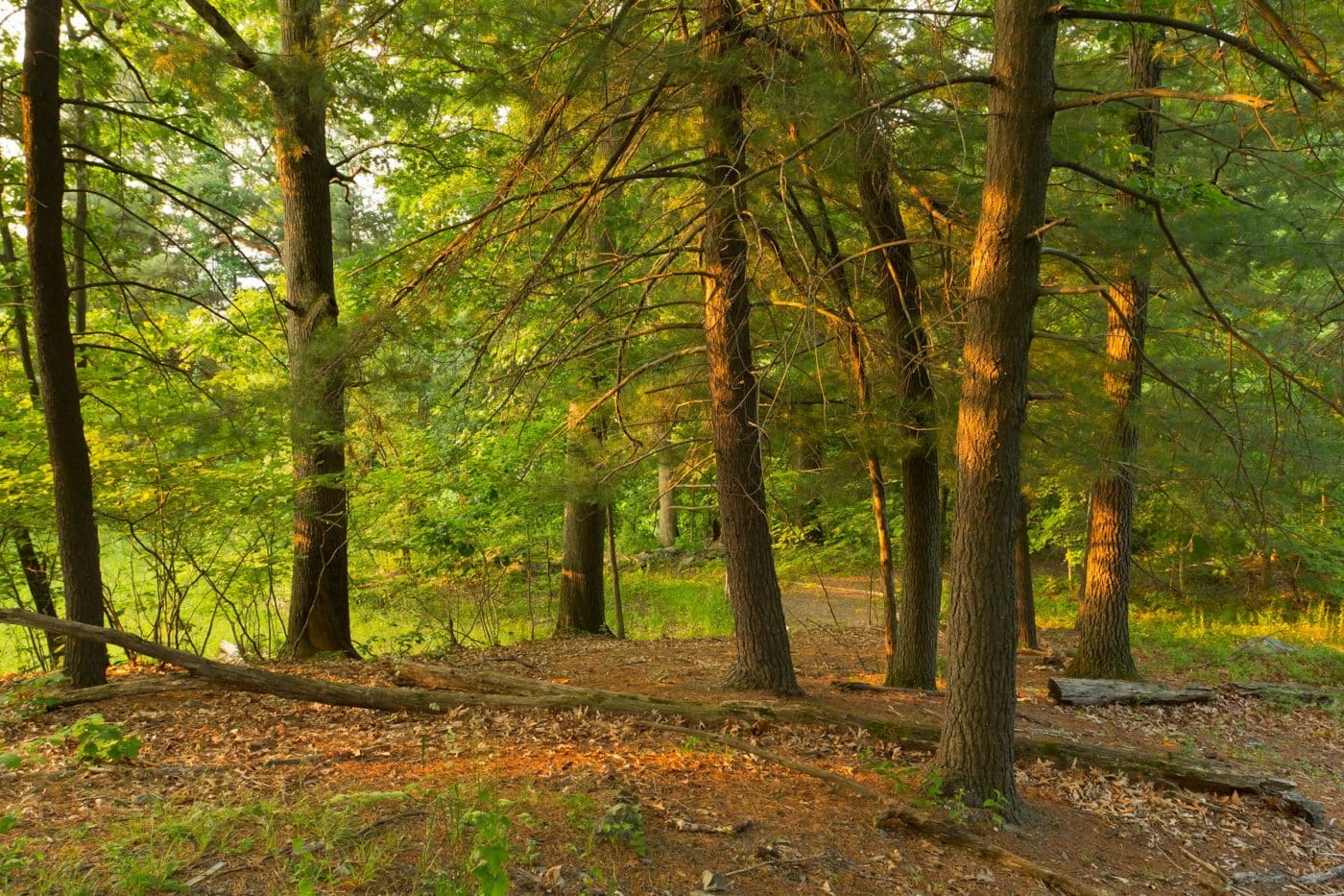 Woods at Shaupeneak