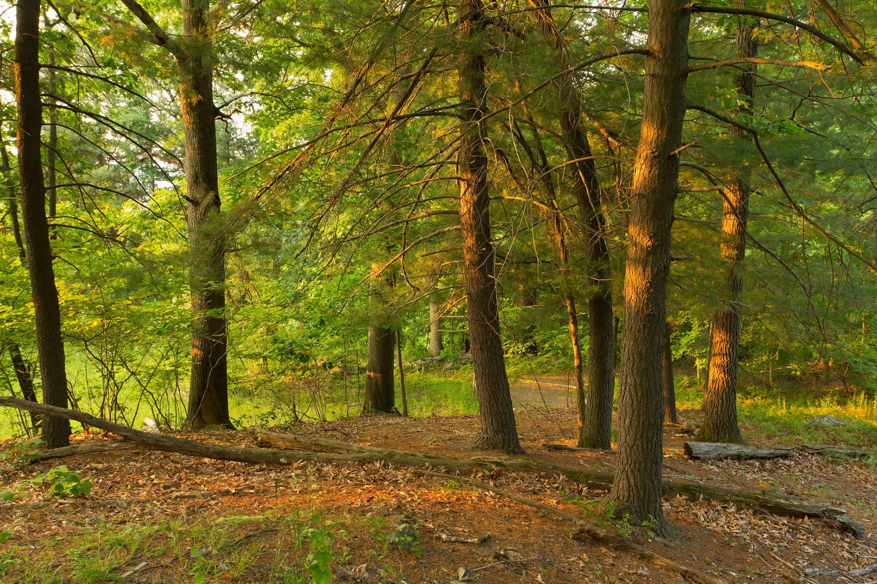 Woods at Shaupeneak