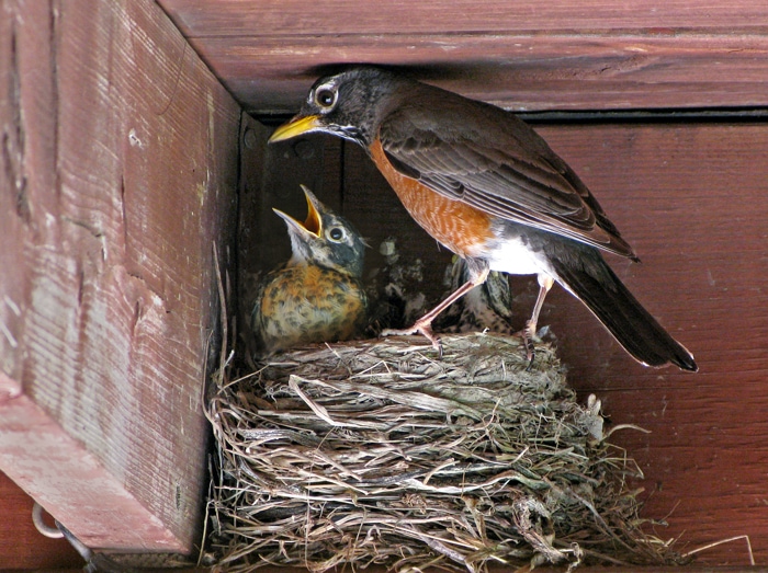 Robin & Babies