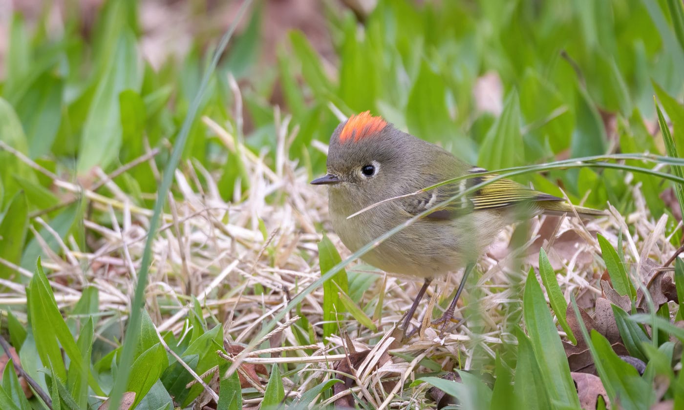 Ruby-Crowned Kinglet