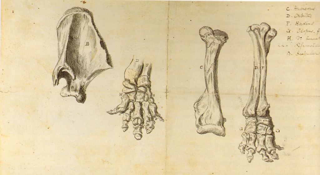 Working Sketch of the Mastodon by Rembrandt Peale