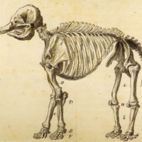 Working Sketch of the Mastodon by Rembrandt Peale