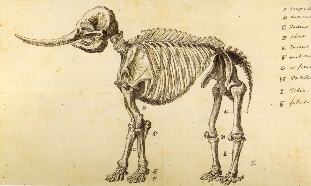 Working Sketch of the Mastodon by Rembrandt Peale