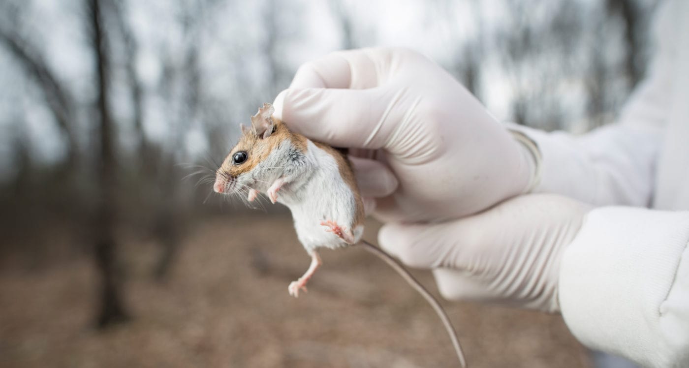 Rick Ostfeld holding a white-footed mouse