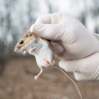 Rick Ostfeld holding a white-footed mouse