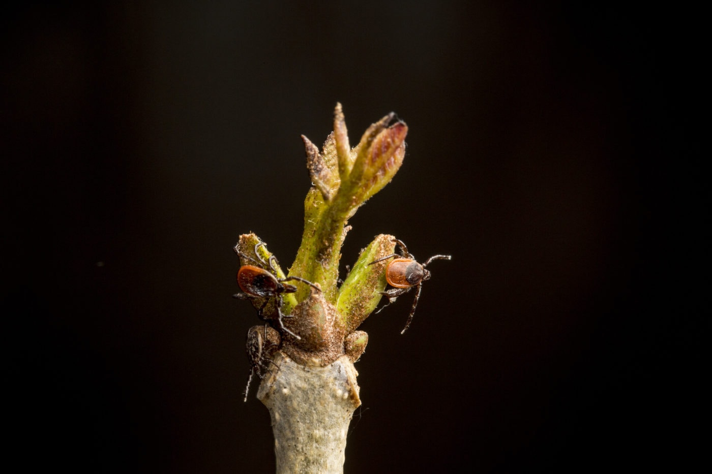 Ticks on plant