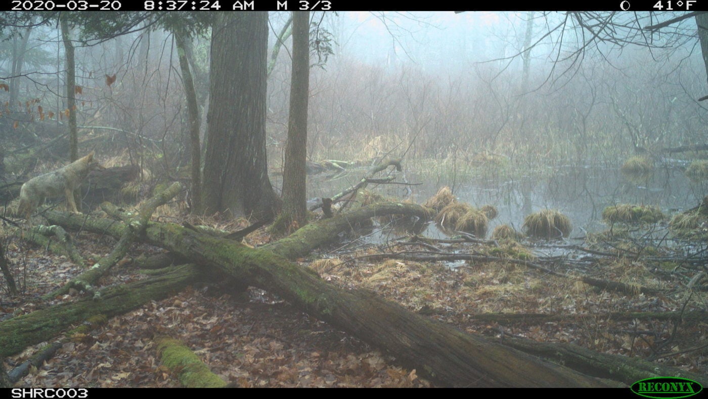 Coyote on trail cam at Shaupeneak Ridge