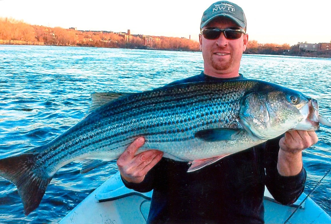 38" Striped Bass caught by Jason Hamilton