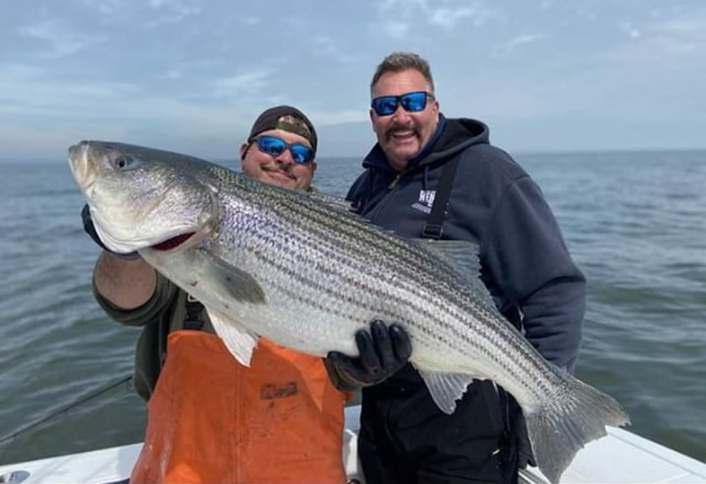 Striped Bass