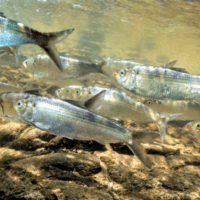 Alosa pseudoharengus, Common Name: Alewife