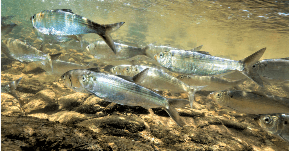 Alosa pseudoharengus, Common Name: Alewife