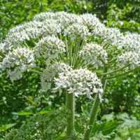 Cow Parsnip