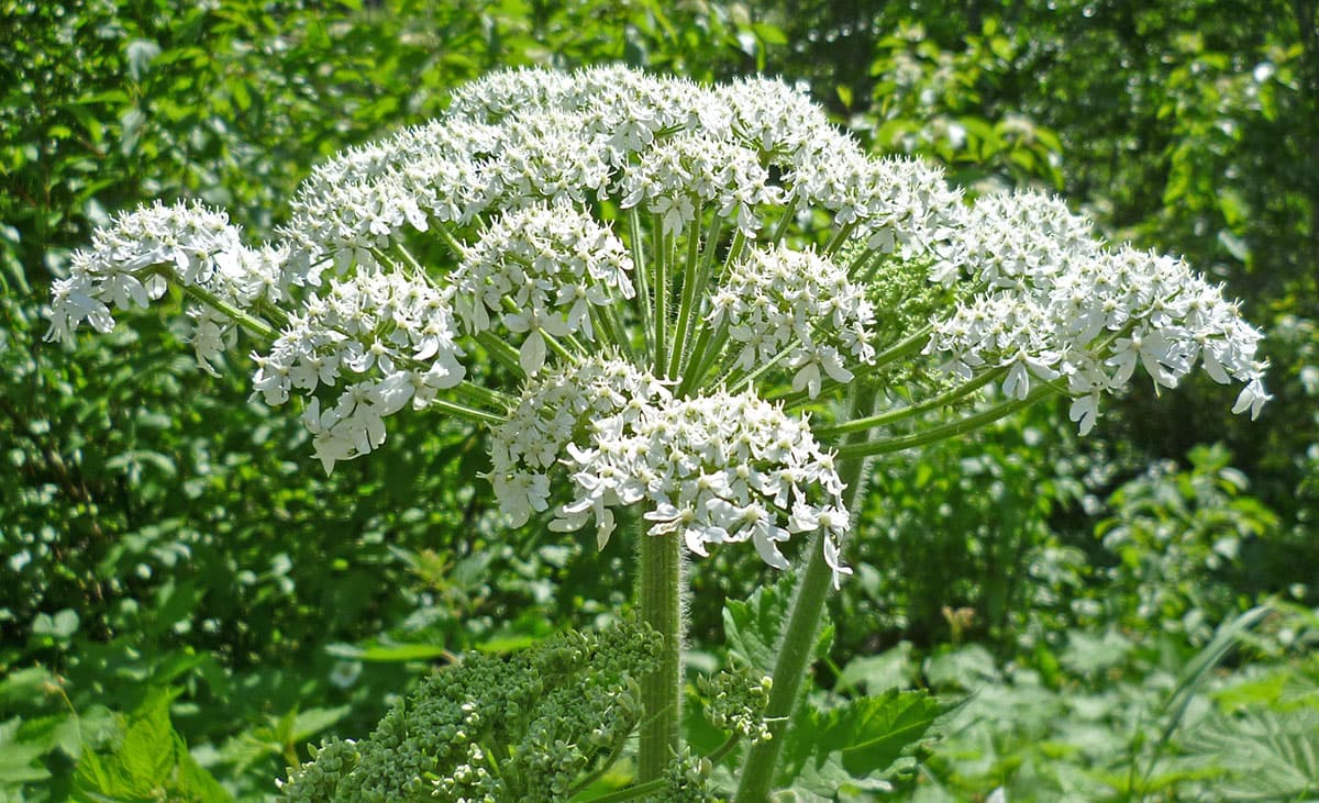 Cow Parsnip