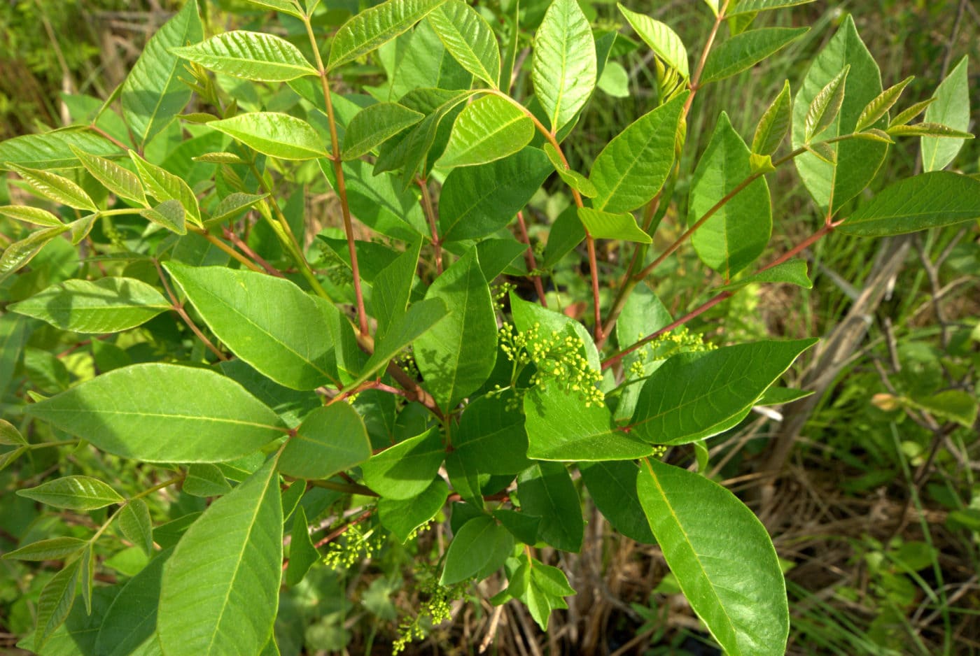 Poison Sumac with yellow flowers 