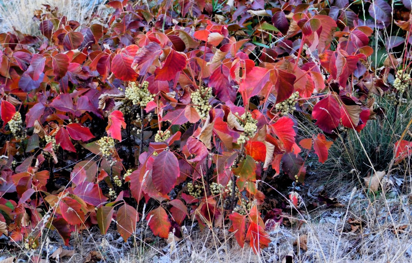 Poison Sumac with white berries