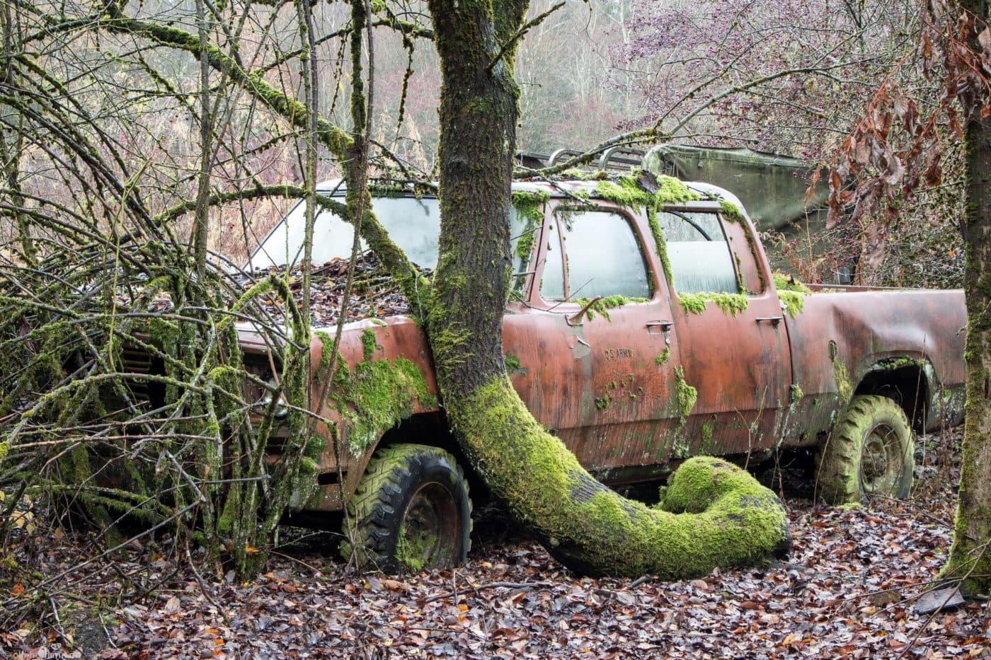 Tree Around Car