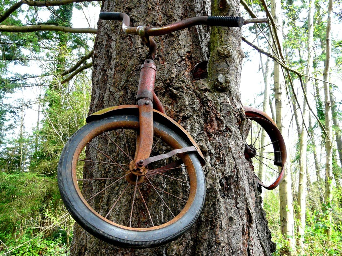 Bicycle in Tree