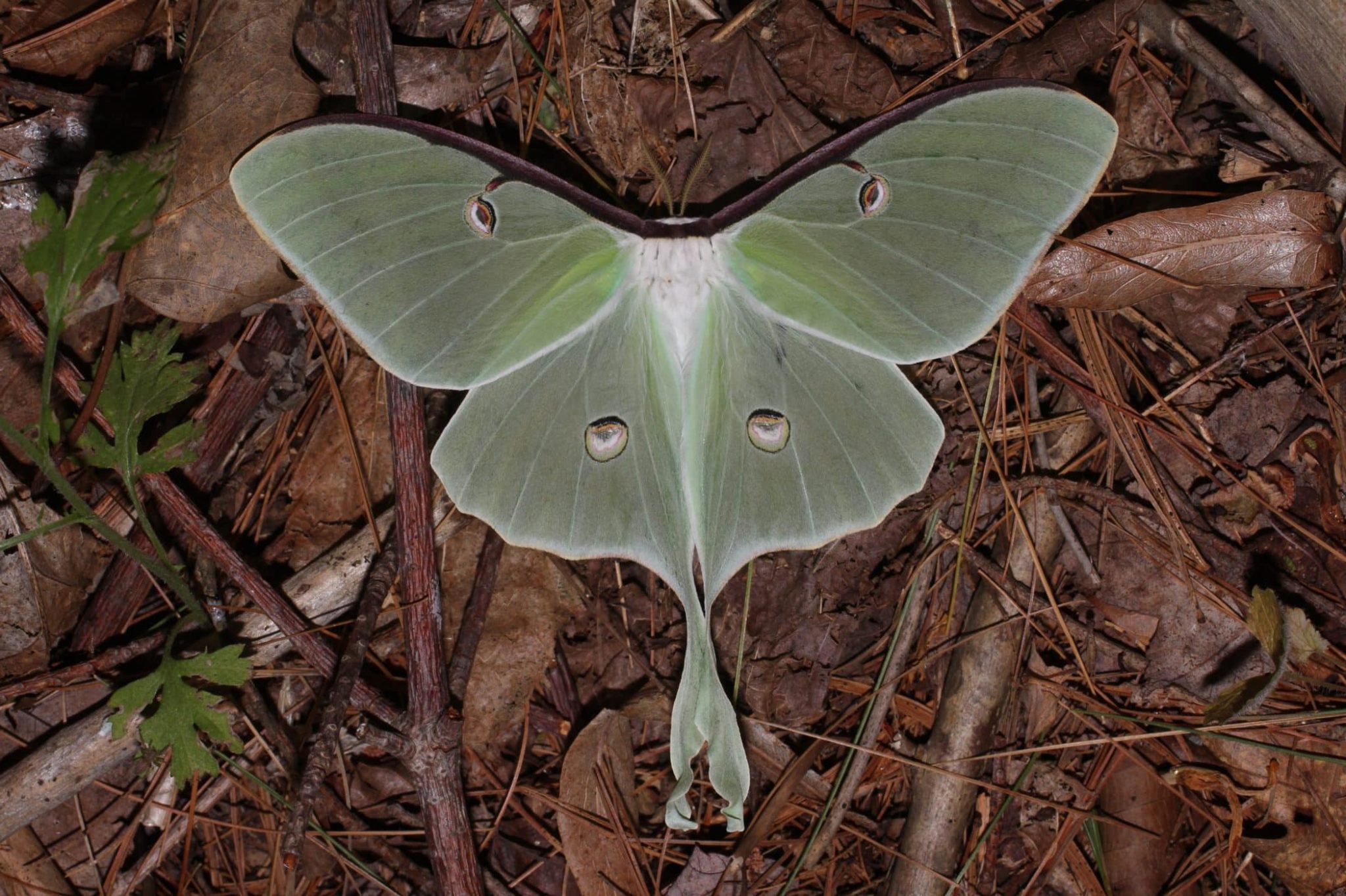 It's National Moth Week Scenic Hudson