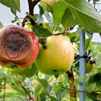 Apple Bitter Rot
