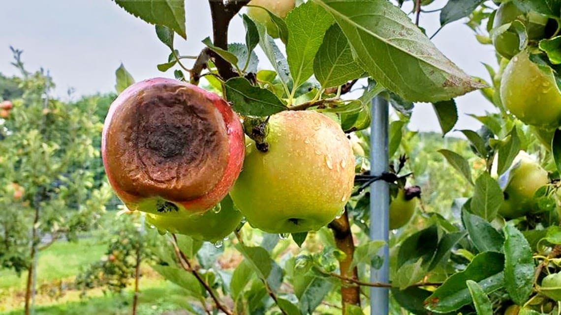 Apple Bitter Rot