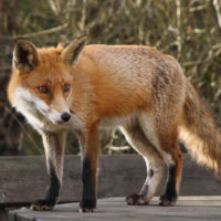 Fox
