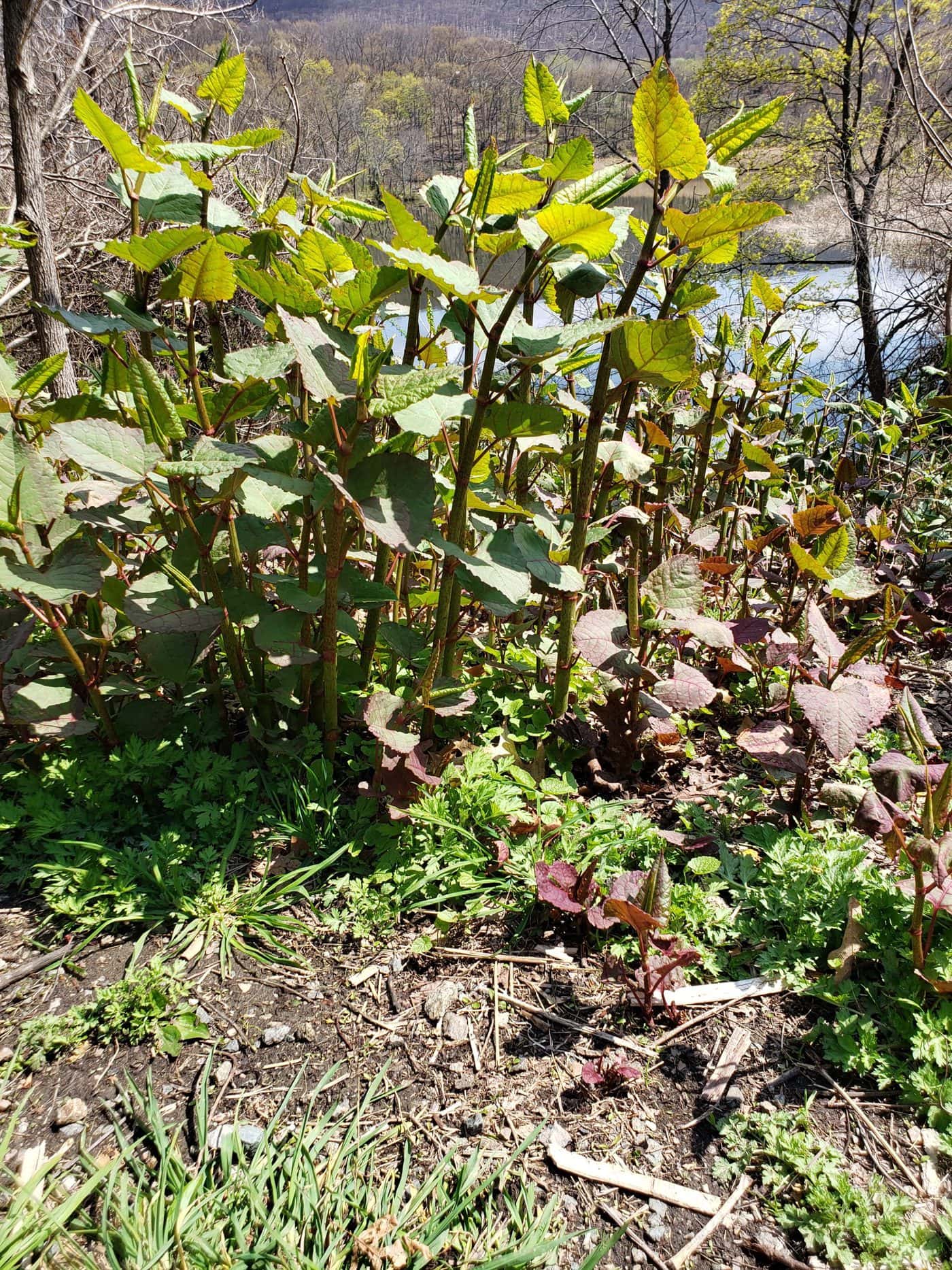 Japanese Knotweed