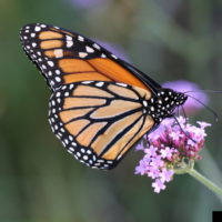 Monarch Butterfly