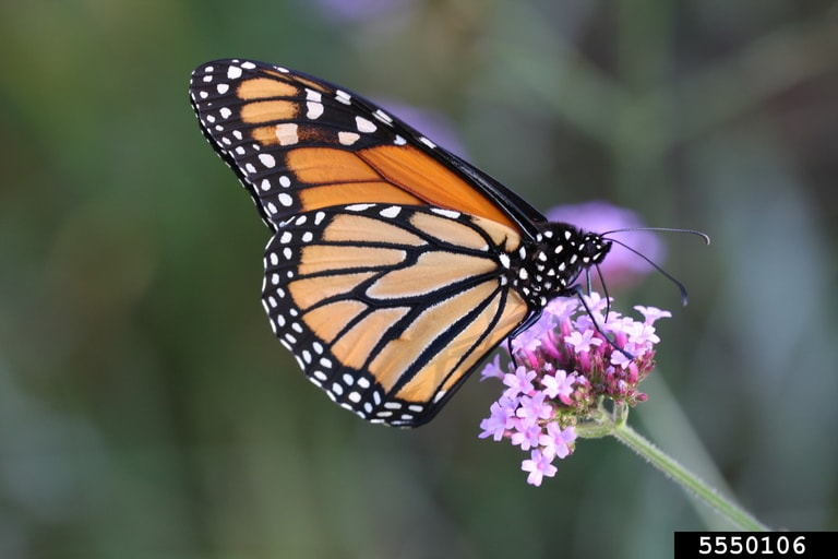 Monarch Butterfly