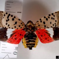 Spotted Lanternfly