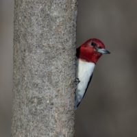 Red-Headed Woodpecker at Esopus Meadows Preserve