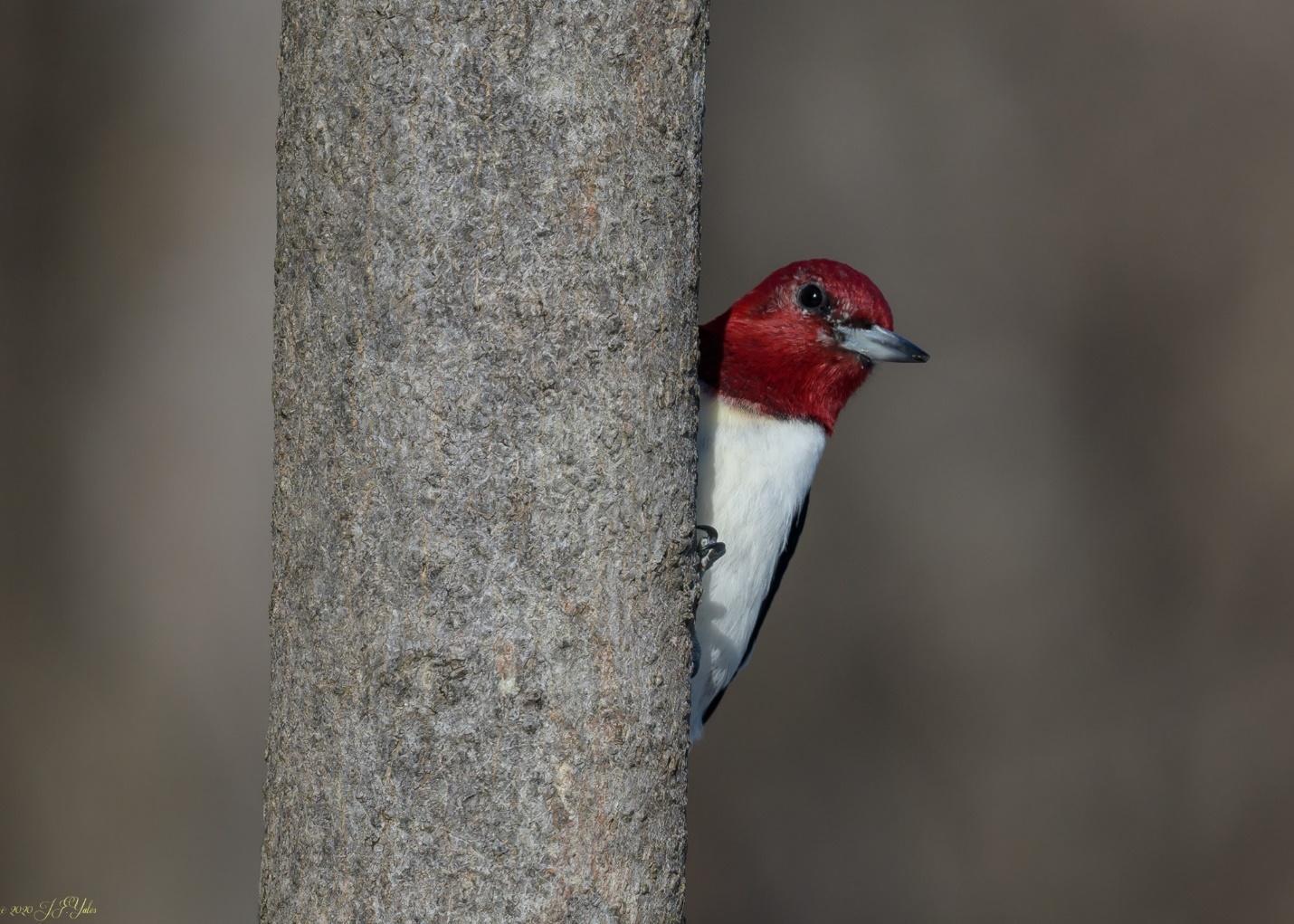 Red-Headed Woodpecker at Esopus Meadows Preserve