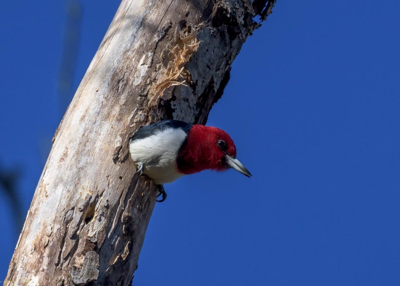 Red-Headed Woodpecker at Esopus Meadows Preserve in February 2020