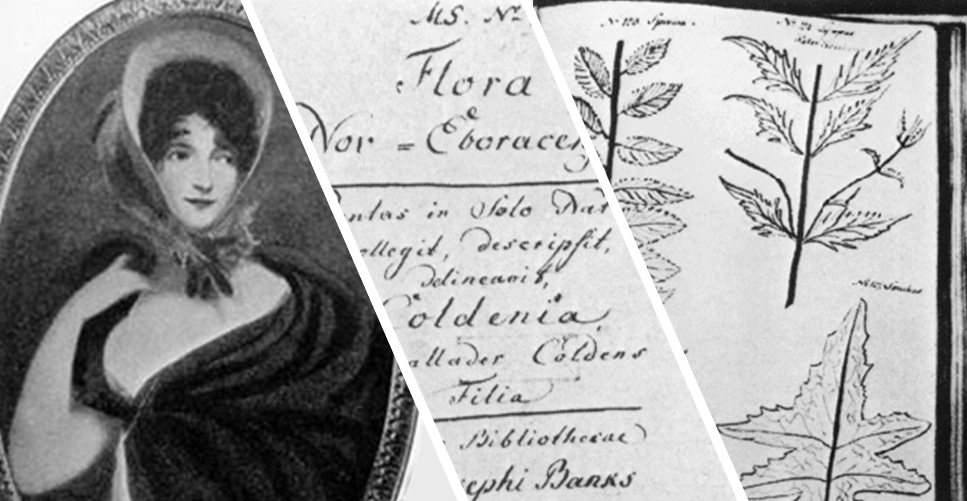 Collage of three images. On the left, a portrait of Jane Colden. Middle, an excerpt from Colden's manuscript. Right, a botanical sketch from Colden's notes.