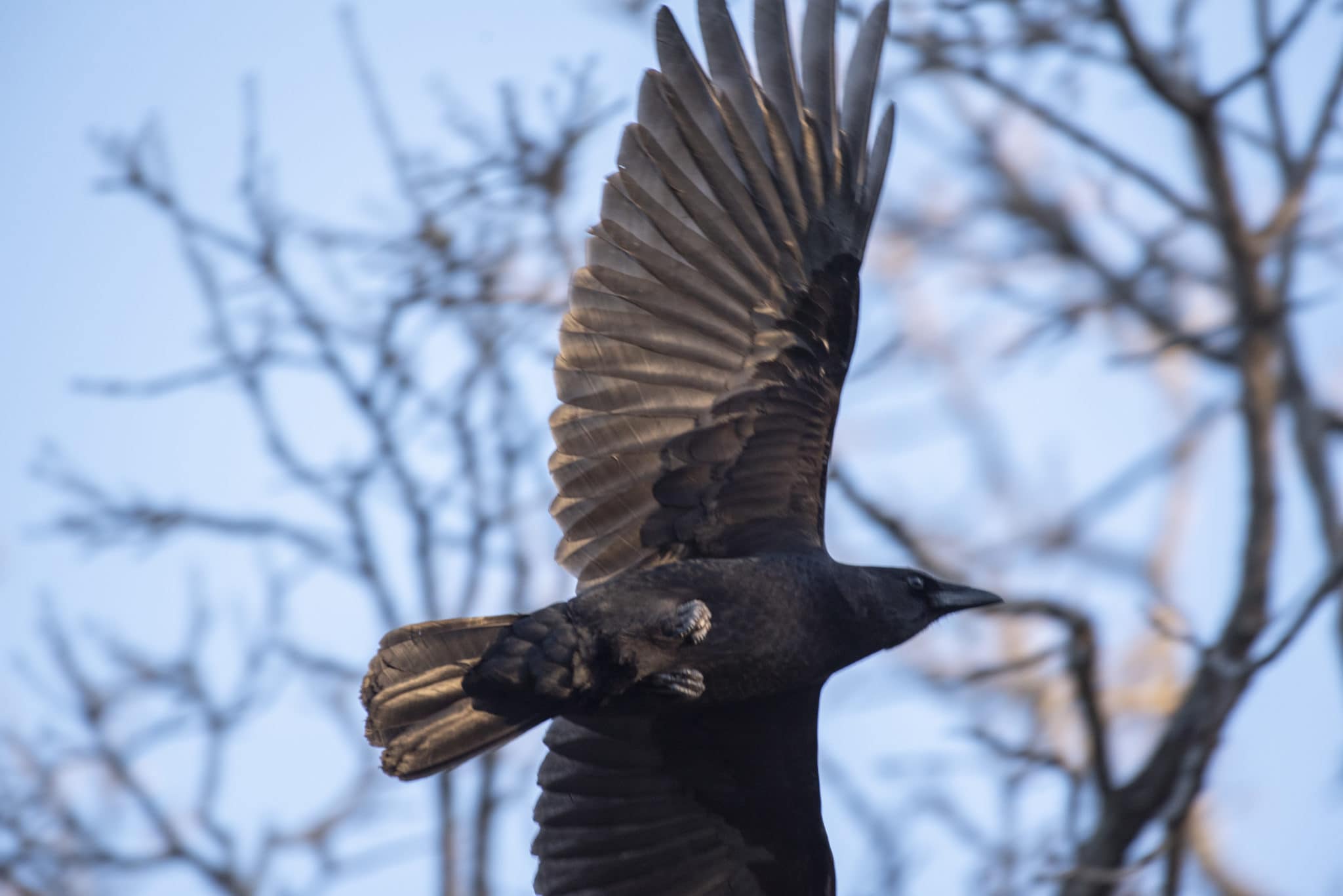 Poughkeepsie's Massive Crow Roost - Scenic Hudson