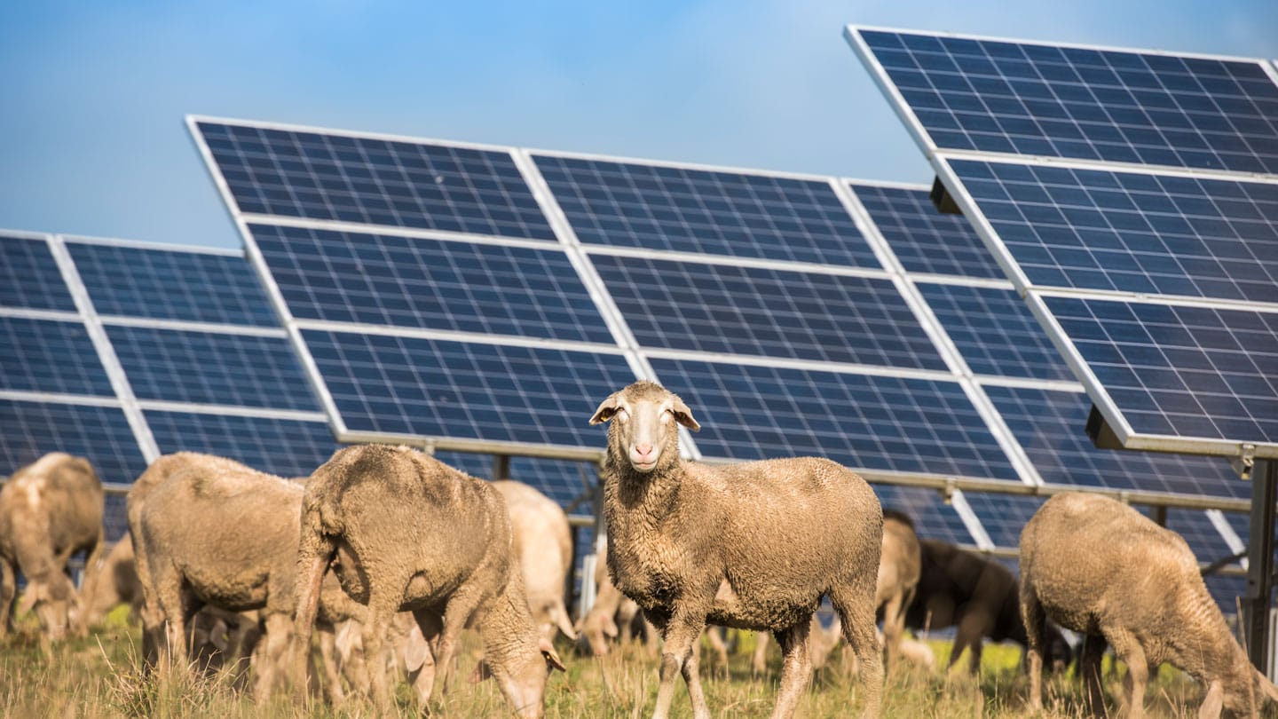 Solar panels with sheep (Photo: iStock)