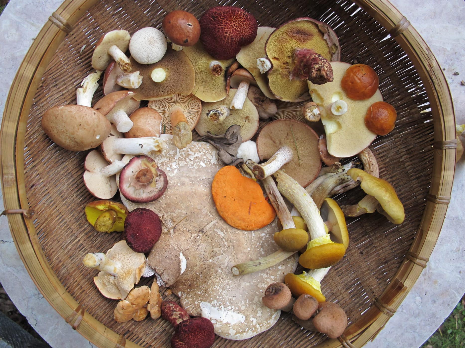 Guided Foraging in the Hudson Valley Scenic Hudson