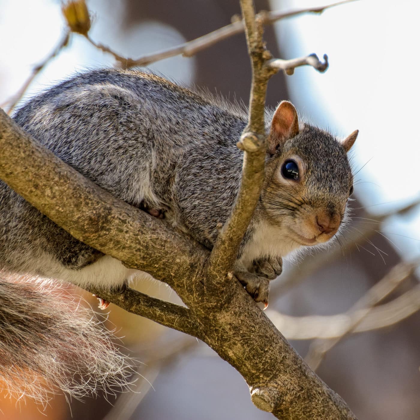 Twelve things about Squirrels that will blow your mind