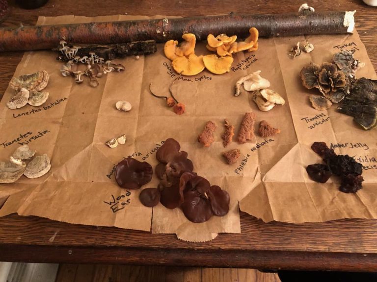 Guided Foraging in the Hudson Valley Scenic Hudson