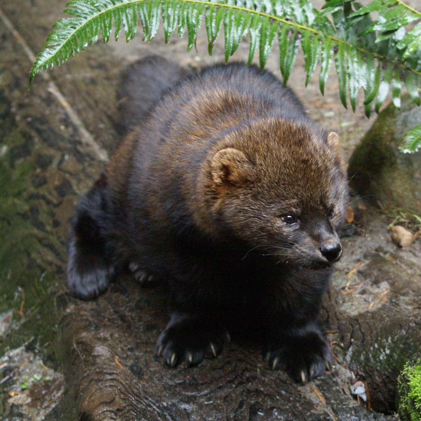  WildlifeLove 12 Facts About Fishers Scenic Hudson