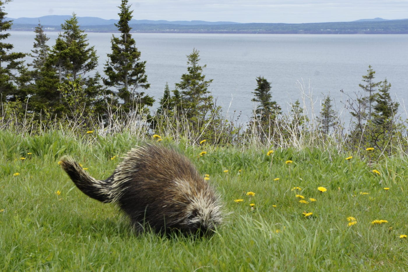 Welcome to the Wonderful World of Porcupine Teeth and Other Amazing Facts