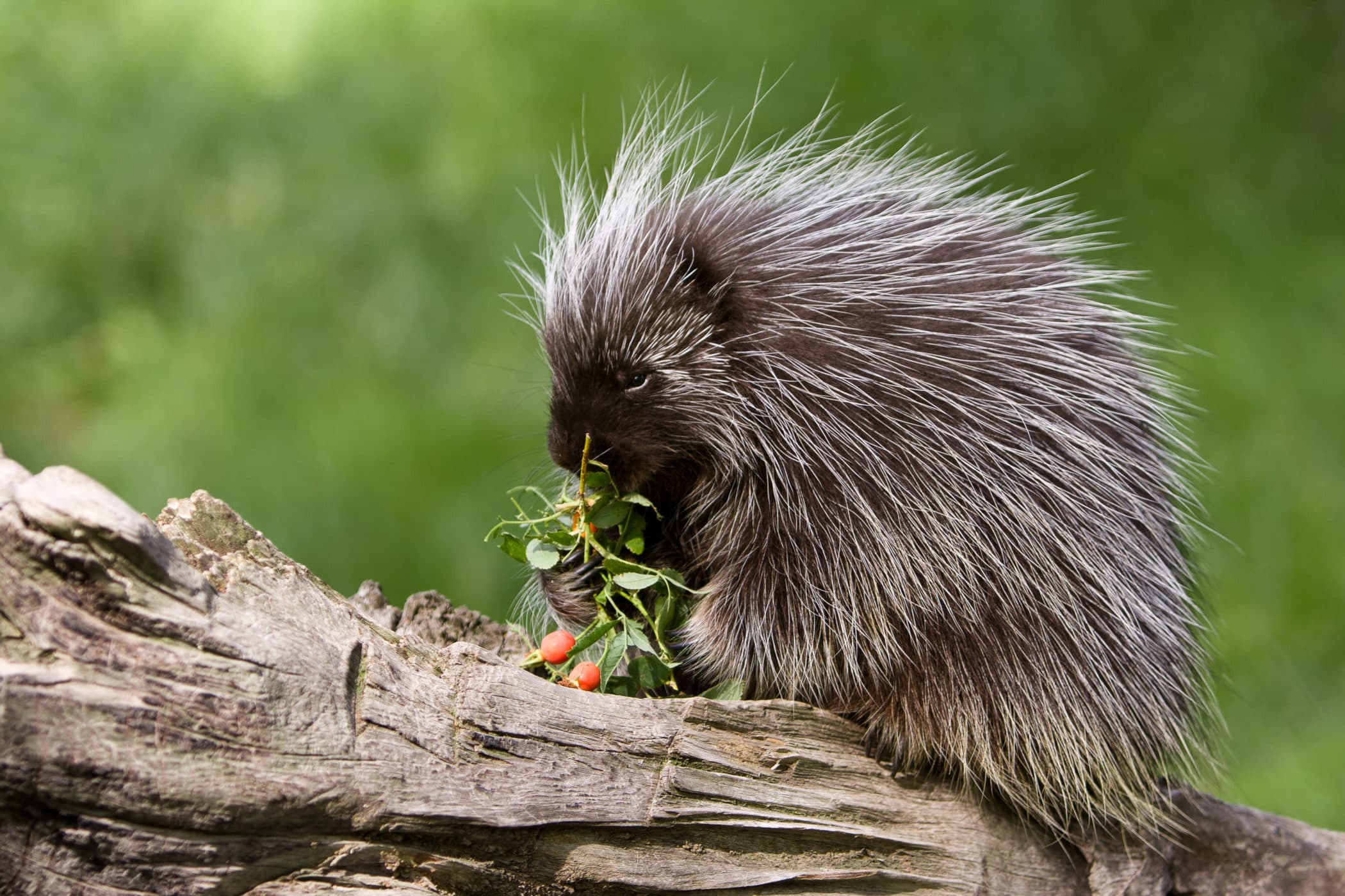 9 Wild Facts about Porcupines Scenic Hudson 9 Wild Facts about Porcupines Scenic Hudson
