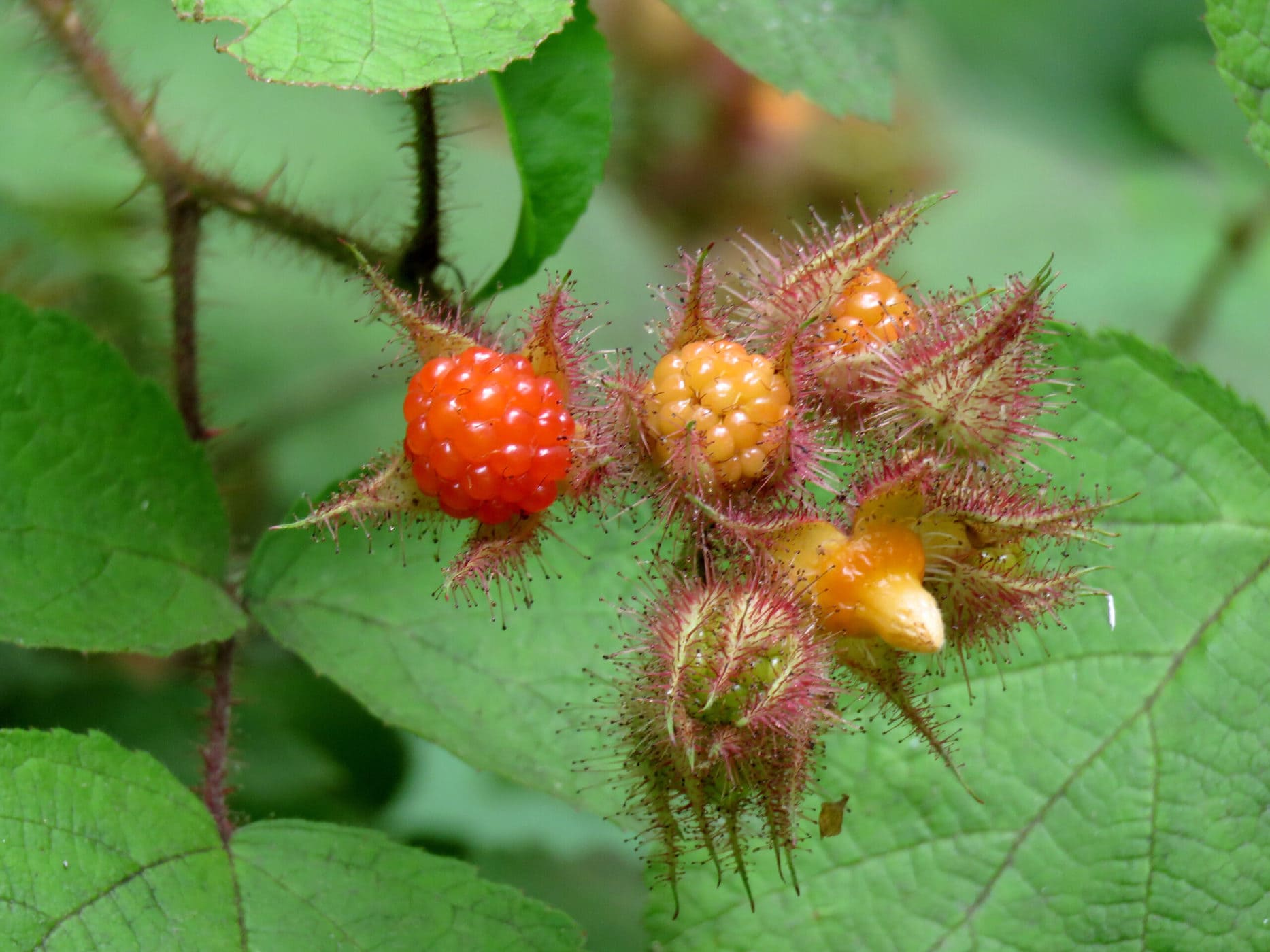 Wineberries