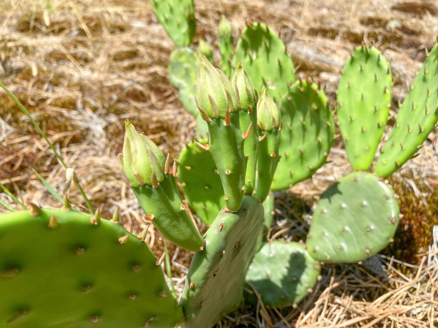 Prickly Pear Cactus