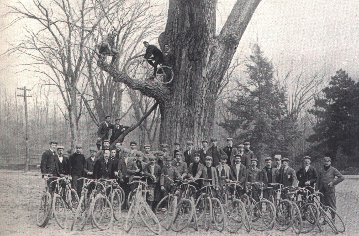 Newburgh's Balmville Tree, a Landmark of American History Scenic Hudson