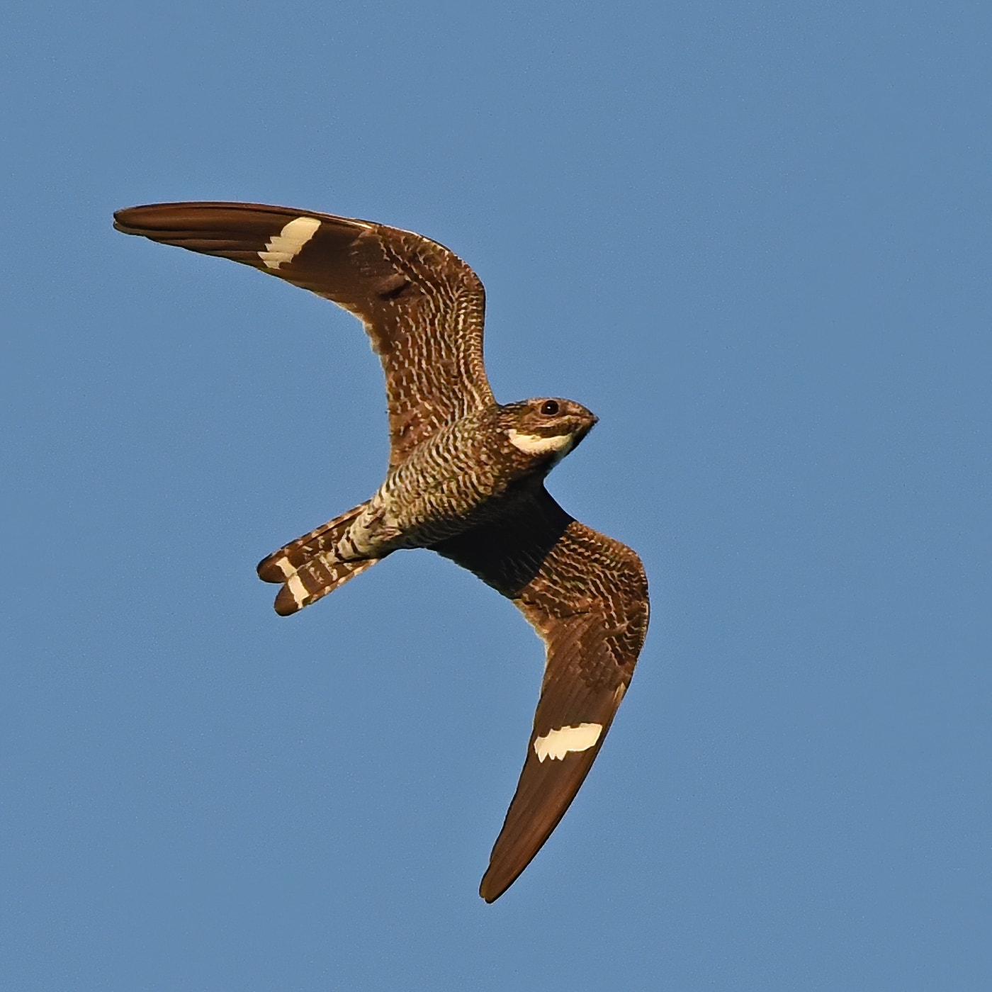 FlightWatch The Valley's Vanishing Nighthawks Scenic Hudson