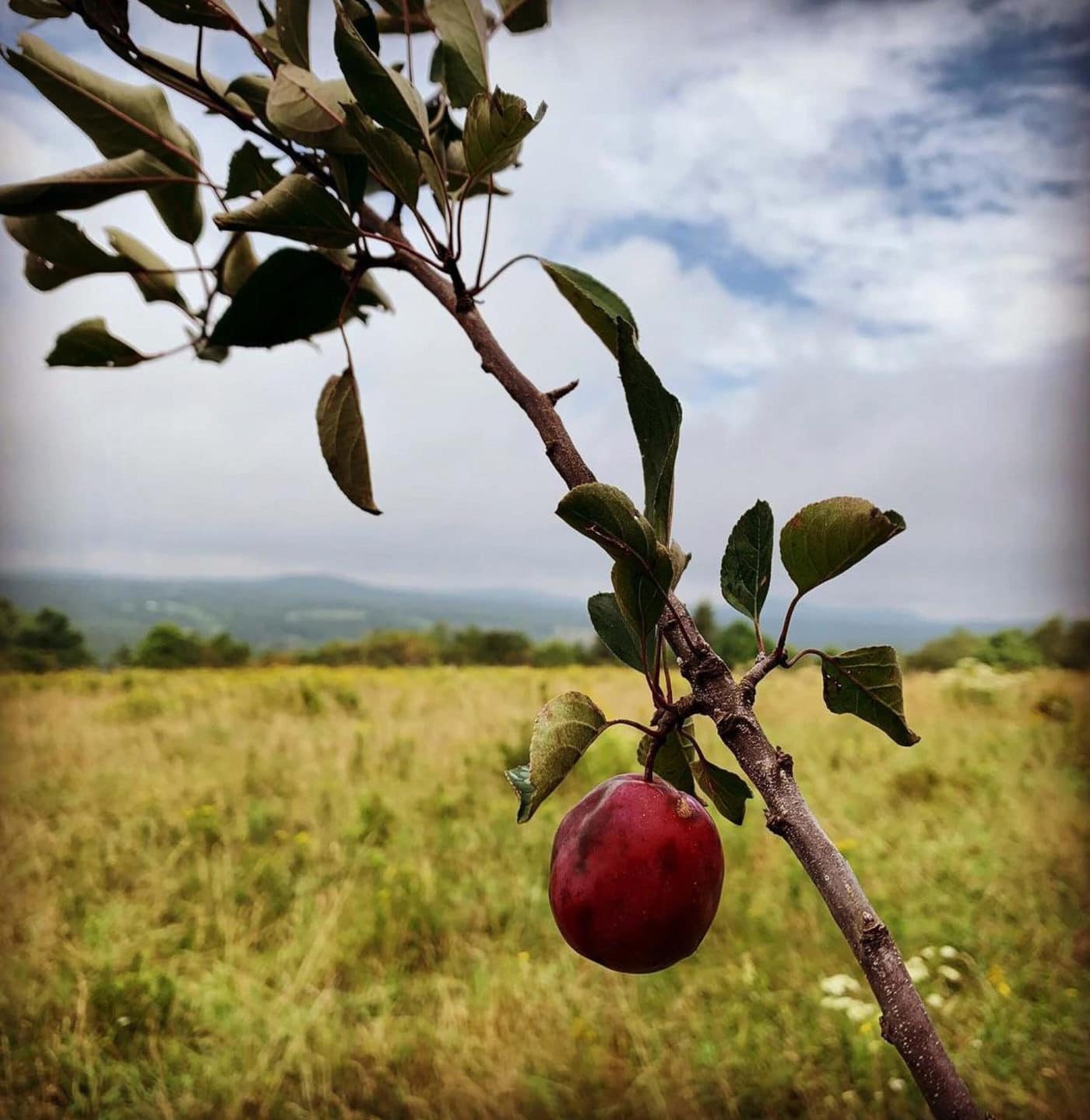 Varieties Archive - New York Apple Association