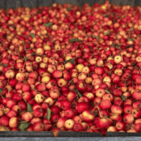 Crab apples
