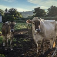 Two dairy cows in a field. Robert Rodriguez, Jr. / Scenic Hudson